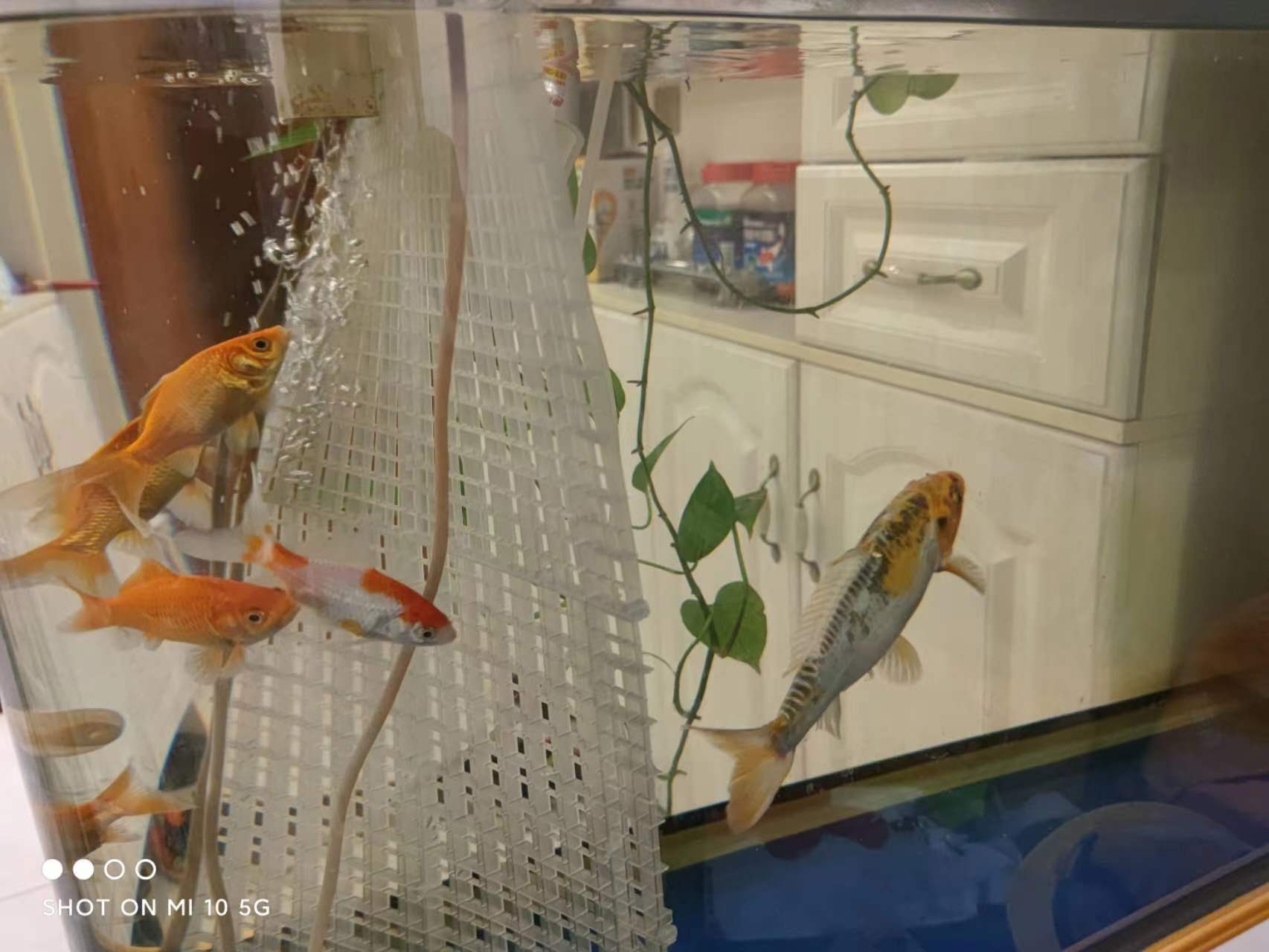 Intelligent fish tank