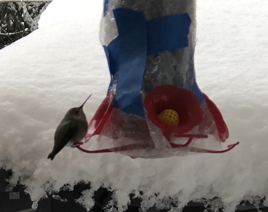 Hummingbird Feeder Monitoring