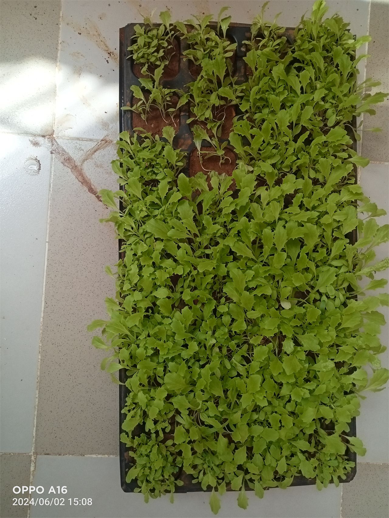 Remote monitoring of green ecosystems, Project Description