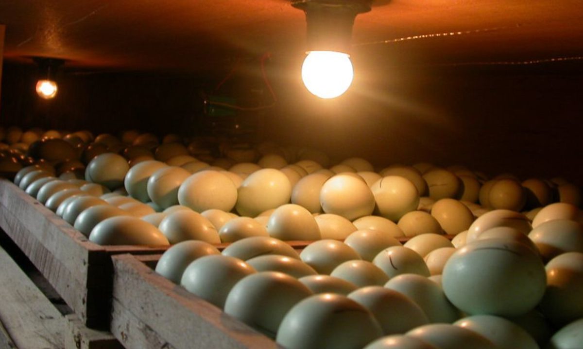 SENKU: Smart Egg Incubator, Story