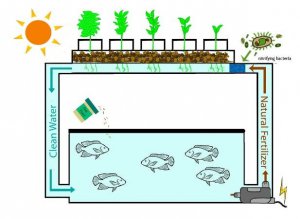 Automated Aquaponics with Cloud Based Dashboard